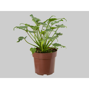 PHILODENDRON XANADU P17