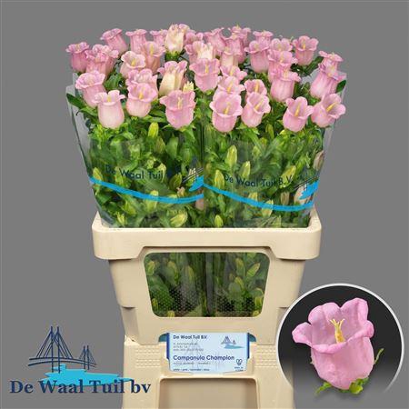 <h4>Campanula M Pearl Pink</h4>