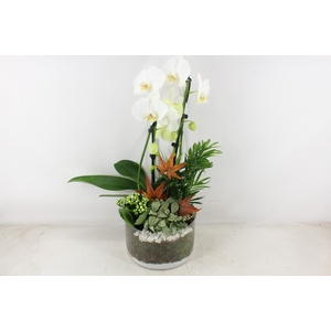 arr2 PL - Glas cilinder phal. wit