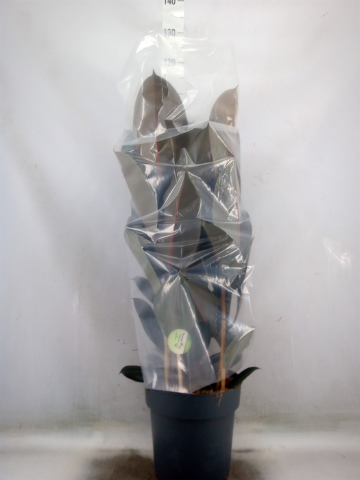 <h4>Ficus elastica 'Abidjan'</h4>
