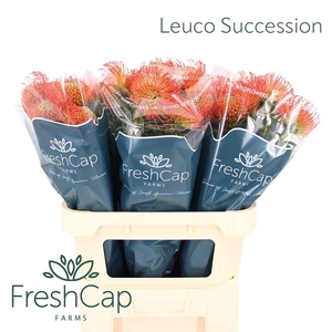 Leuco Succession