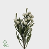 KAAPS BRUNIA SILVER NEW ROSE