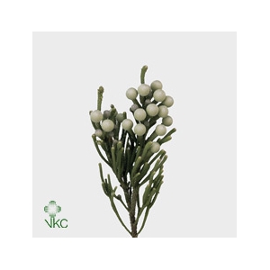 Kaaps Brunia Laevis (silver)