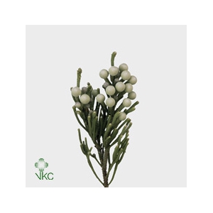 Kaaps Groen Silver Brunia