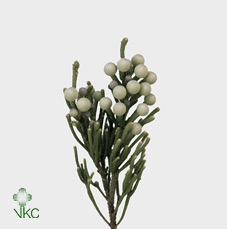 <h4>Kaaps Brunia Laevis (silver)</h4>