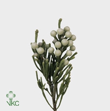 <h4>Kaaps Groen Silver Brunia</h4>