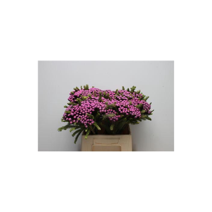 <h4>Kaaps Brunia Albiflora M Cerise</h4>