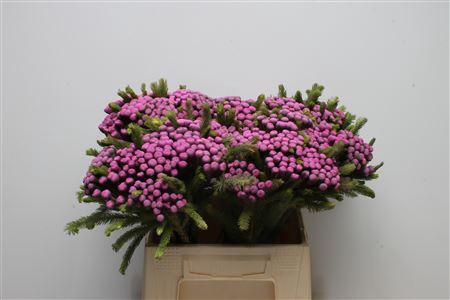 Kaaps Brunia Albiflora M Cerise