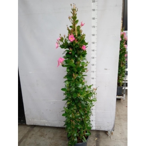 Mandevilla sand. 'Eagle Eye'