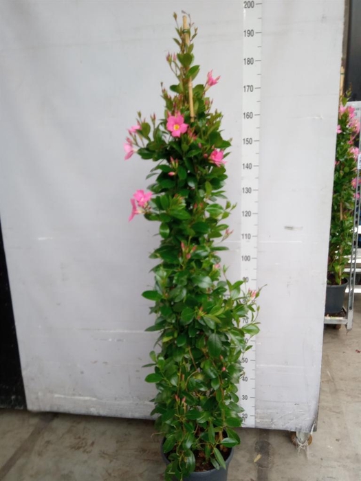 <h4>Mandevilla sand. 'Eagle Eye'</h4>