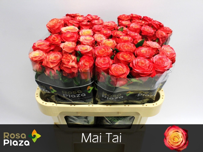 <h4>ROSA GR 'MAI TAI'</h4>