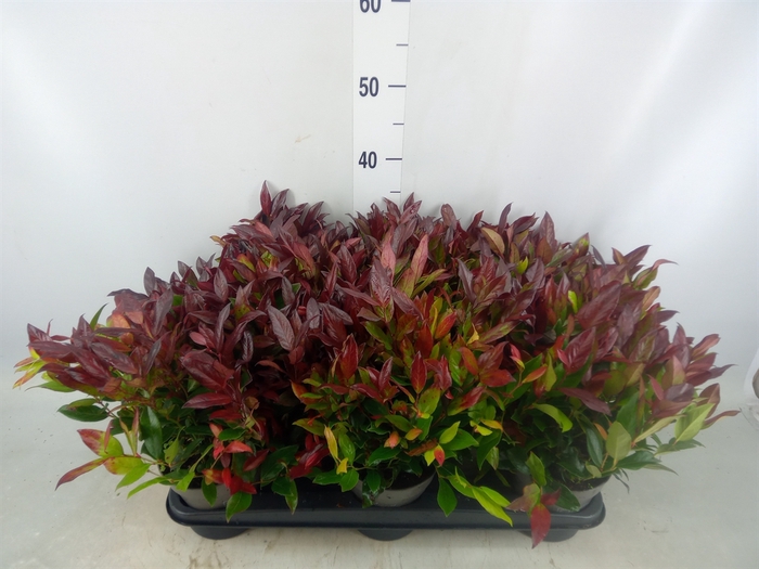 <h4>Leucothoe axillaris 'Zeblid'</h4>