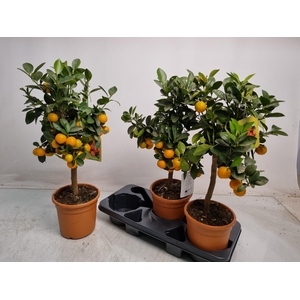 CITR MICROCARPA