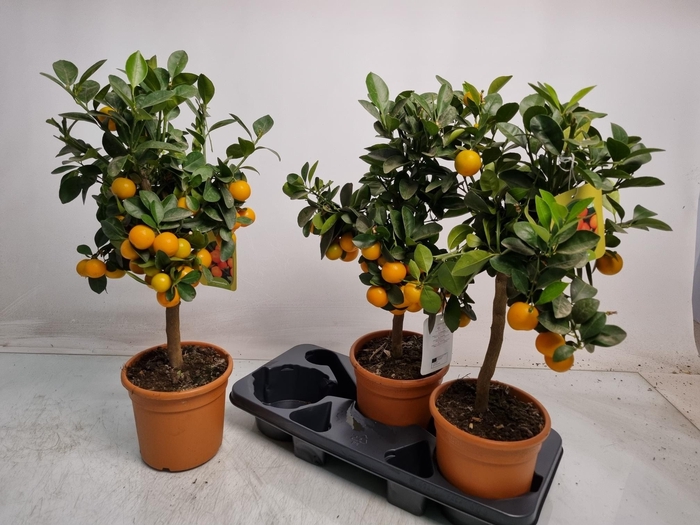<h4>CITR MICROCARPA</h4>
