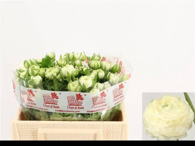 <h4>RAN EL WHITE</h4>