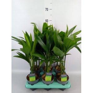 Areca catechu