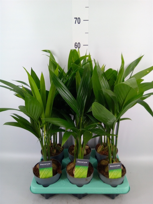 <h4>Areca catechu</h4>