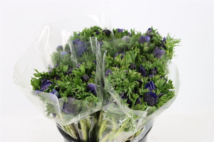 <h4>Anem Marianne Blue</h4>