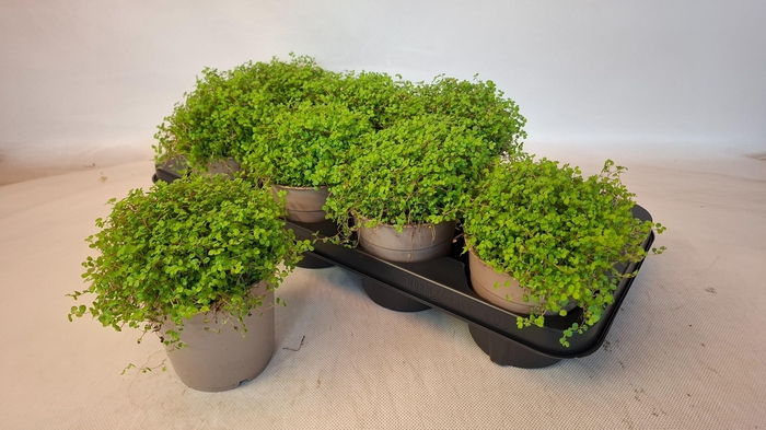 <h4>SOLEI SOL GROEN</h4>