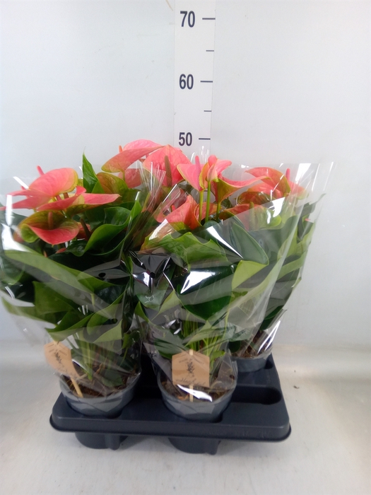 <h4>Anthurium andr. 'Sweet Dream'</h4>
