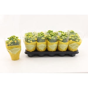 Kalanchoe Calandiva geel Le Chic