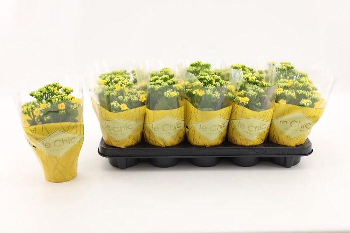 <h4>Kalanchoe Calandiva geel Le Chic</h4>