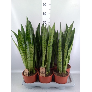 Sansevieria zeylanica