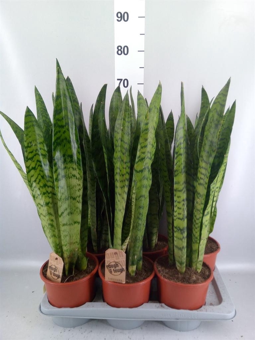 <h4>Sansevieria zeylanica</h4>