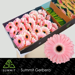 Gerbera Dulcie Doos