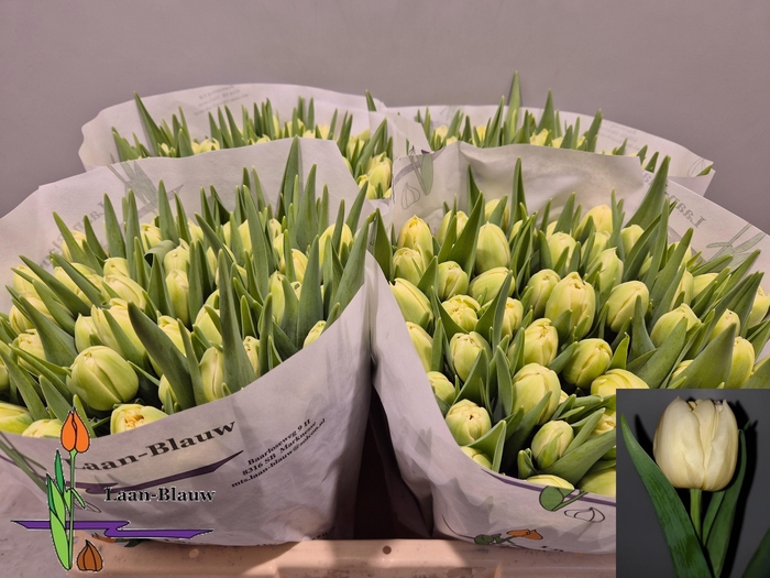 <h4>TU DU VERONA</h4>