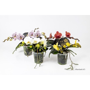 PHALAENOPSIS-HYBRID P12 GEISHA 2-3T