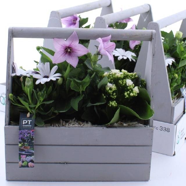 <h4>ARR TUINPLANTEN</h4>