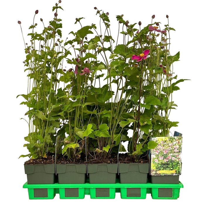<h4>Anemone hupehensis Splendens</h4>