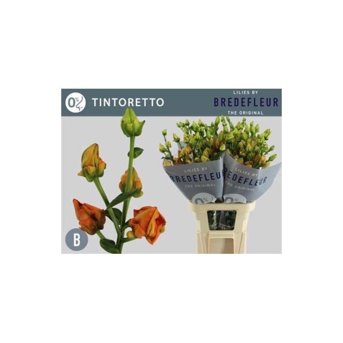 <h4>Li La Tintoretto</h4>