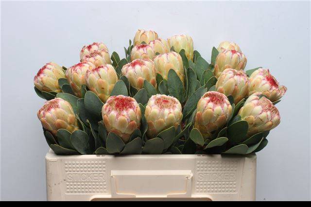 <h4>PROTEA GRANDICOLOR</h4>