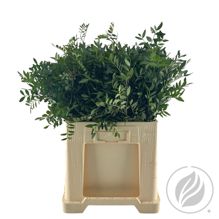 <h4>Pistache 60cm</h4>