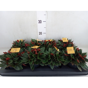 Peperomia caperata 'Rosso'
