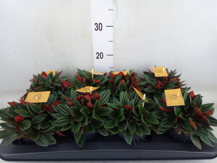 <h4>Peperomia caperata 'Rosso'</h4>