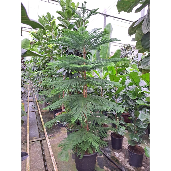 <h4>Araucaria 300</h4>