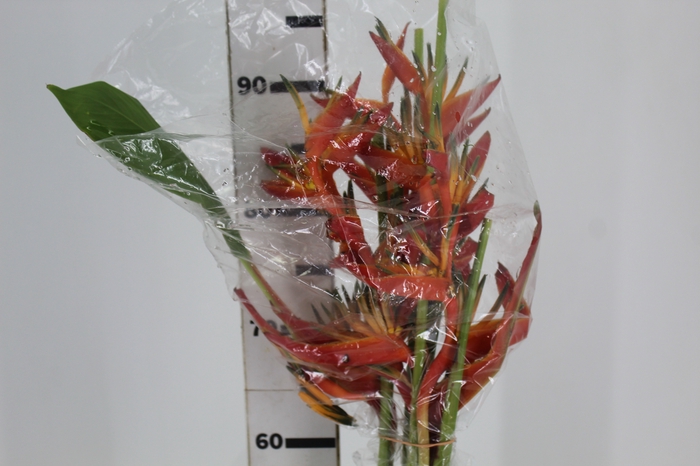 <h4>HELICONIA LARANJA</h4>