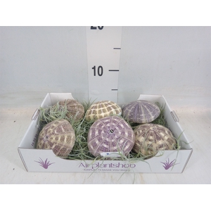 Tillandsia usneoides