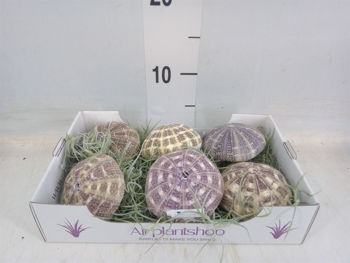 <h4>Tillandsia usneoides</h4>