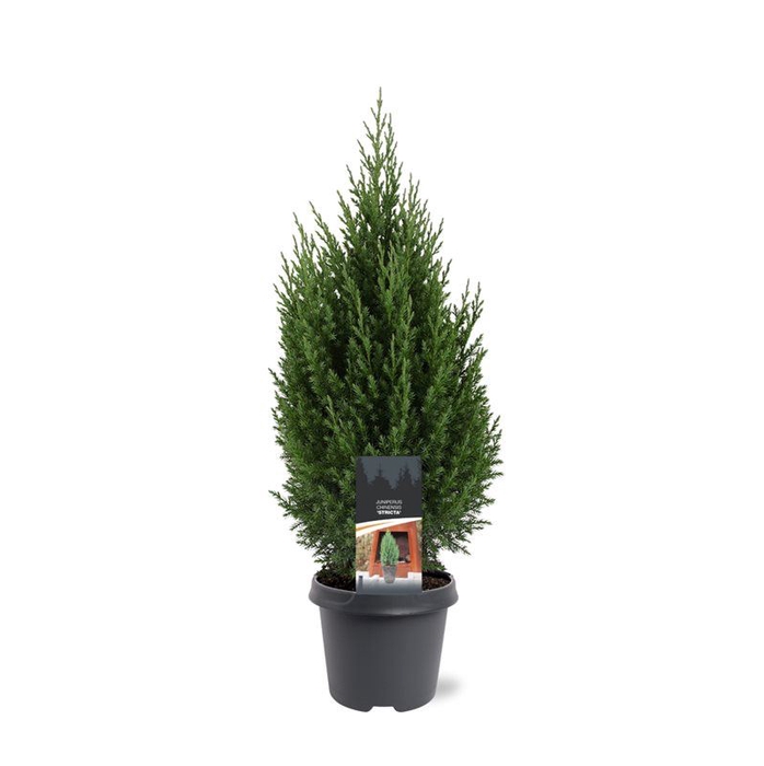 <h4>Juniperus chinensis 'Stricta'</h4>