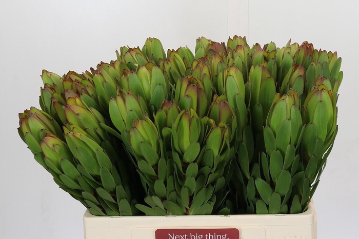 <h4>Leucadendron Goldstrike</h4>