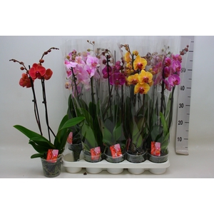 PHAL GEM 7 KL