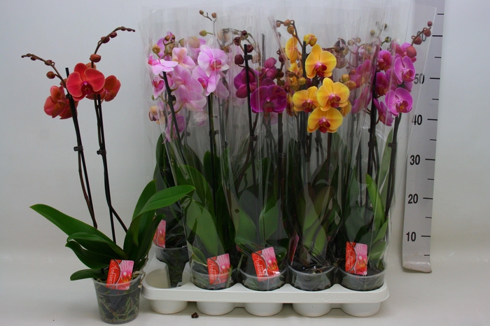 <h4>PHAL GEM 7 KL</h4>
