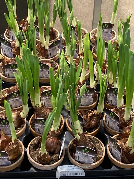 Narcissus   ...