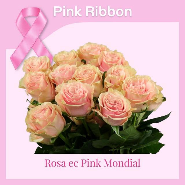 <h4>Rosa ec pink mondial</h4>