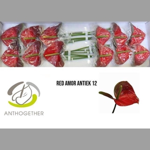 ANTH A RED AMOR