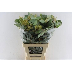 Euca Populus Berry 300 Gram
